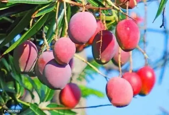 Platone Mango Plant Japanese Miyazaki-thumb3