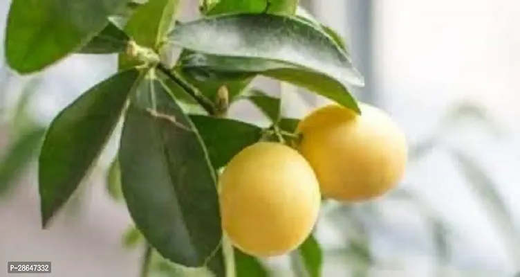 Platone Lemon Plant Lemon Nimboo, Exotic Bonsai Pot Suitable Garden Plant(1 Healthy Live Plant)-thumb0