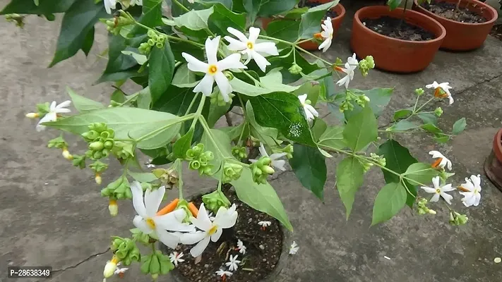 Platone ParijatHarsingar Plant 100% original shiuliparijatharshinagar flower tree plant-thumb0