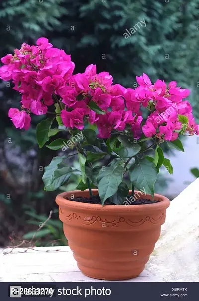 Platone Bougainvillea Plant HVLIVE_242