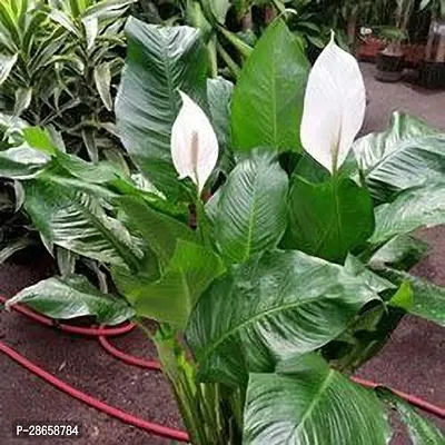 Platone Peace Lily Plant Peace Lily