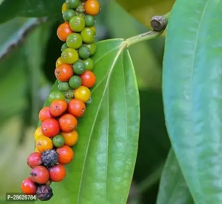 Platone Black Pepper Plant Black Pepper Plant 02