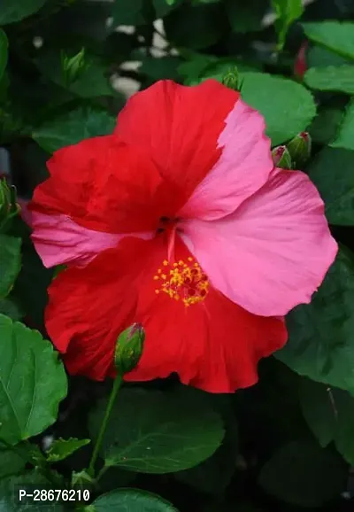 Platone Hibiscus Plant Hibiscus Red Plant CF015