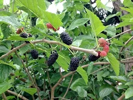 Platone ShahtootMulberry Plant imported Mulberry plant-444-thumb2