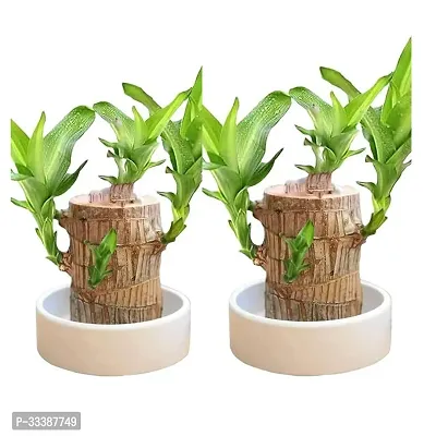 Brazil Bamboo Long Live Plant without Pot, Pack of 2