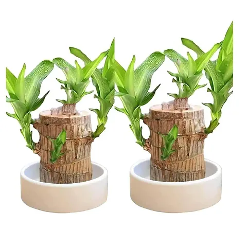 Limited Stock!! Plant & Planters 