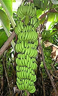 Platone Banana Plant Banana Plant ( African Banana Plant )-thumb1