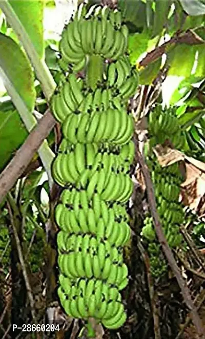 Platone Banana Plant Banana Plant ( African Banana Plant )-thumb2