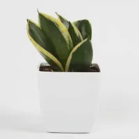 Platone Snake Plant Snake Plant With White Pot-thumb1