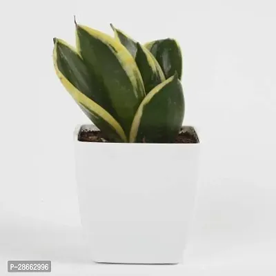 Platone Snake Plant Snake Plant With White Pot-thumb2