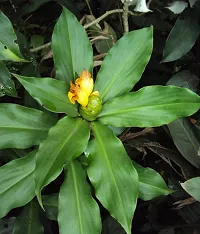 Platone Chamaedorea Plant Costus Igneus - Insulin Live Plant-thumb1