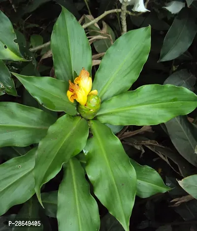 Platone Chamaedorea Plant Costus Igneus - Insulin Live Plant-thumb2