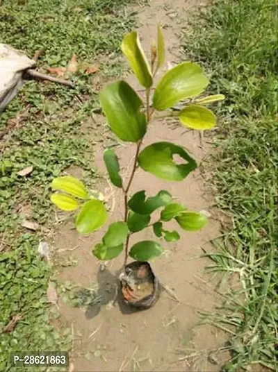 Platone Ber Apple Plant red thai grafted ber apple plant