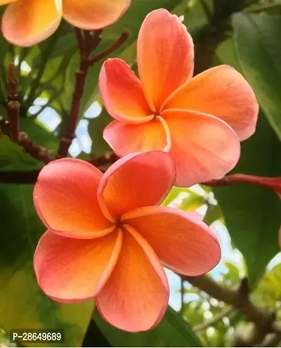 Platone Plumeria Plant pulmeriakath chapa-thumb0