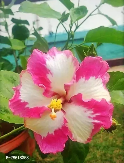 Platone Hibiscus Plant ( Chandni )