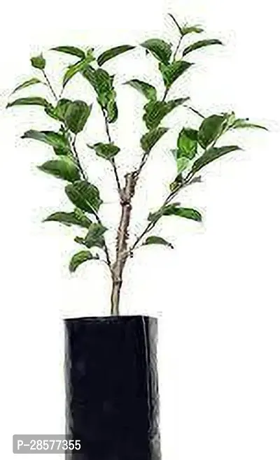 Platone Apple Plant Red Origin Apple Plant Grafted (2 feet Live Healthy Plant )-thumb2