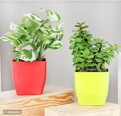 Platone Pothos Plant Pothosand Jade Plant