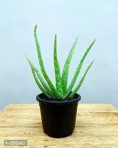 Best Aloe Vera Plant