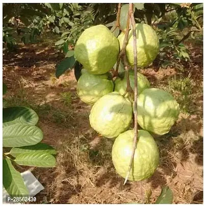 Platone Guava Plant Honey_guavas-thumb2