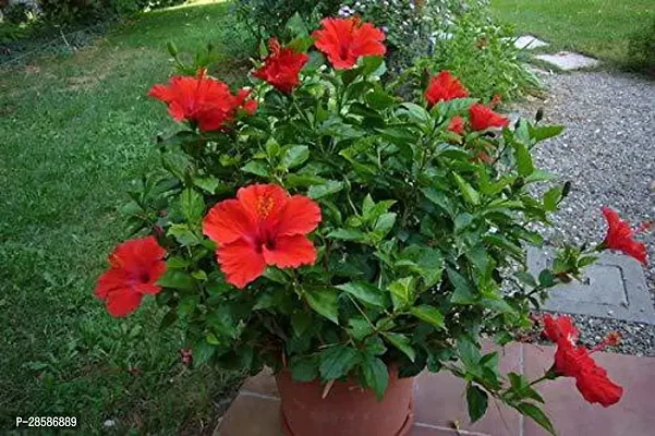 Platone Hibiscus Plant HIBI16