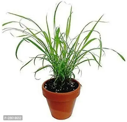 Platone Lemon Plant Natural Lemon Tea Herbal Grass Plant-thumb0