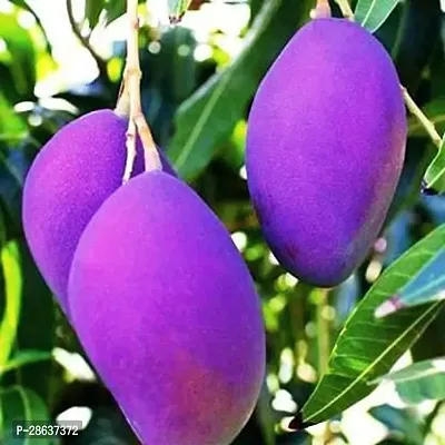 Platone Mango Plant ANGO13