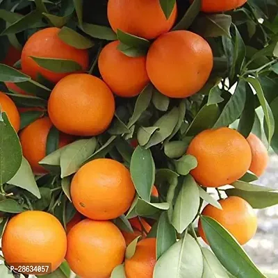 Platone Orange Plant BHJV80