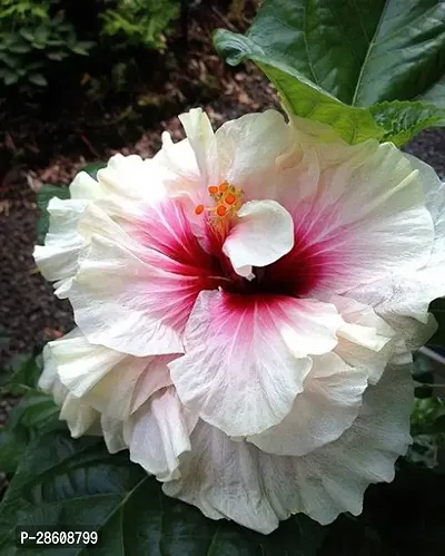 Platone Hibiscus Plant Hibiscus Plant-20-thumb0