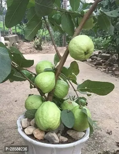 Platone Guava Plant Thai Guava PlantGa 01