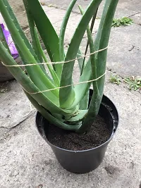 Platone Aloe Vera Plant Aloe Vera P-thumb1