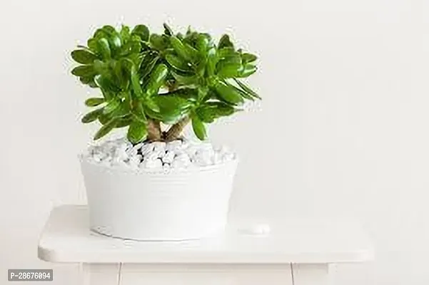 Platone Jade Plant JADE PLANT MMNNBB-thumb0