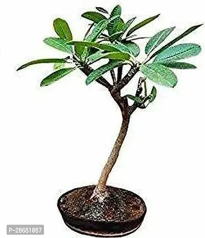 Platone Plumeria Plant MLXJ158