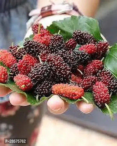 Platone Berry Plant MULBERRY PLANT KO