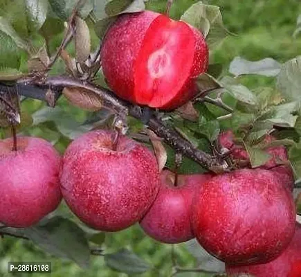 Platone Apple Plant Red Apple Plant-thumb0