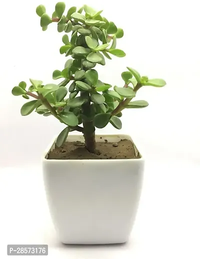 Platone Jade Plant Good Luck Jade Plant 01-thumb0