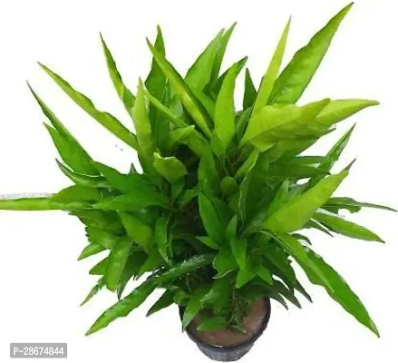 Platone Tea Plant Tea Plant ( Karanchi Tea Plant )-thumb2