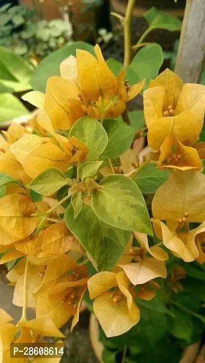 Platone Bougainvillea Plant bi011