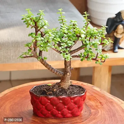 Platone Jade Plant Decorative Jade Bonsai Live Indoor Plant With Red Oval Tray Vase Pot For Living Room, Table Decor, Balcony, OfficeHome Decoration