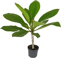 Platone Plumeria Plant RS-champ012-thumb1