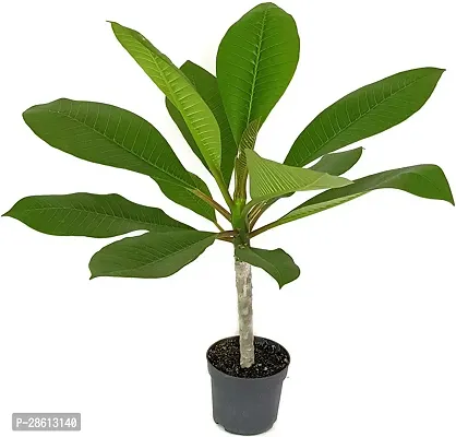 Platone Plumeria Plant RS-champ012-thumb2