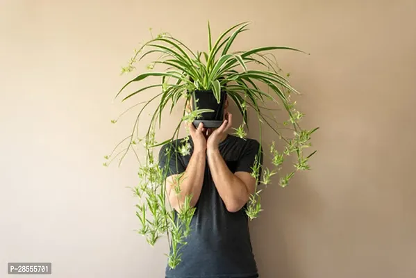 Platone Spider Plant SPIDER PLANT W3-thumb0