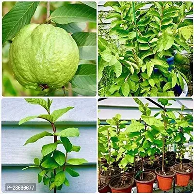 Platone Guava Plant Guava plant23-thumb0