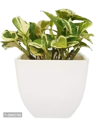 Platone Money Plant Natural PlantAir Purifying Cute Marble Money Plant Beautiful Indoor Plant-thumb0