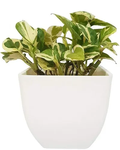 Hot Selling Plant & Planters 