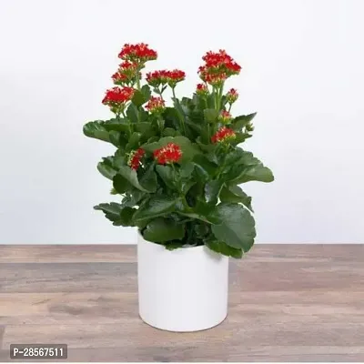 Platone Kalanchoe Plant kalancho Flower Plant