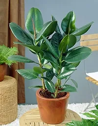 Platone Rubber Tree Rubber hybrid plant-thumb1