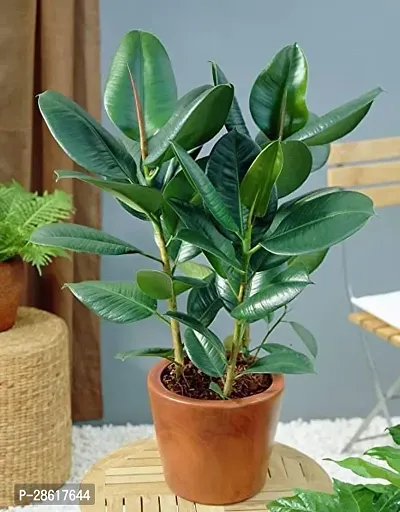 Platone Rubber Tree Rubber hybrid plant-thumb2