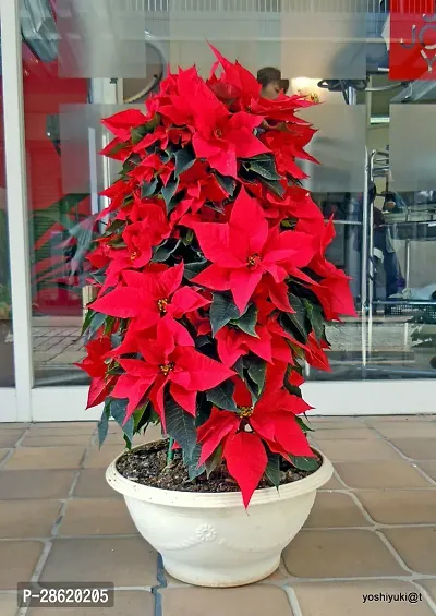 Platone Poinsettia Plant POINSETTIAS PLANT-thumb0