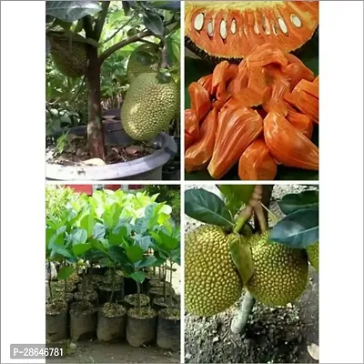 Platone Jackfruit Plant Thai Gumless All Time Red Jackfruit Plant-Grafted( 1 Healthy live plant)-thumb2