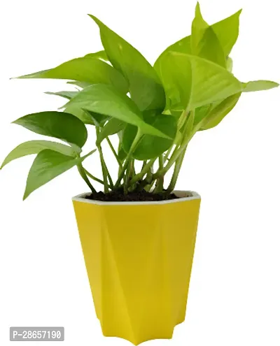 Platone Money Plant Golden Money Plant with Yellow Pot-thumb0